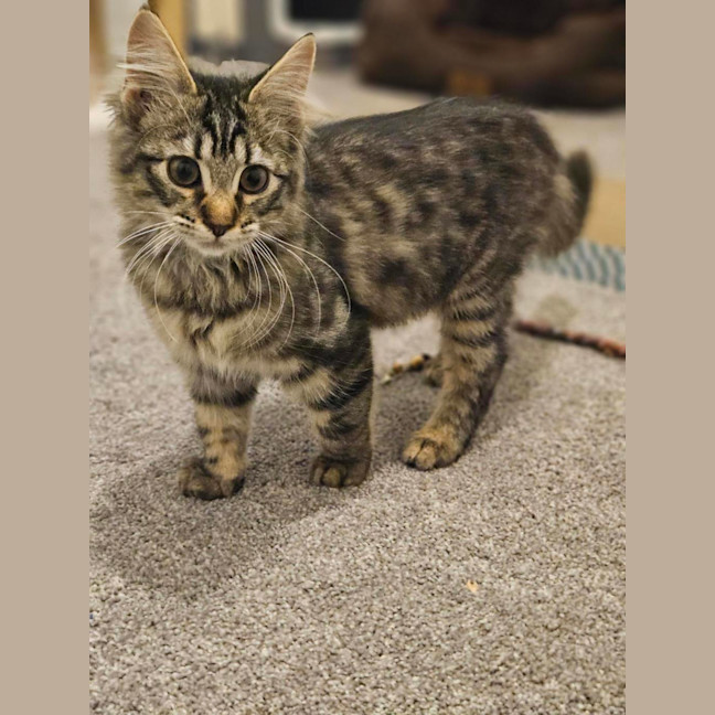 Photo of Luna (Was Cleo)