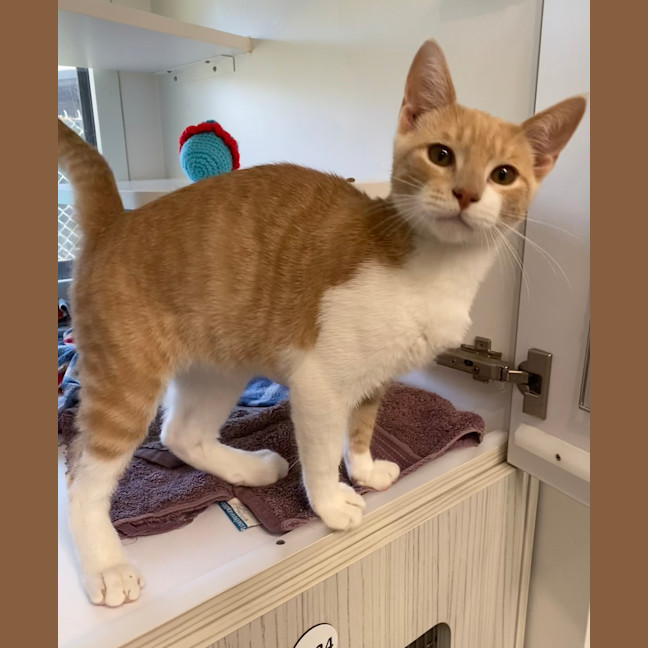 Photo of Figaro
