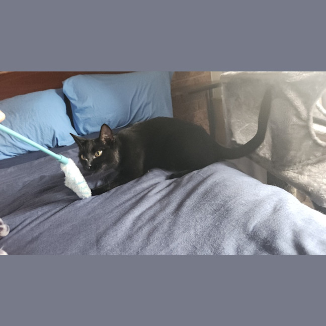 Photo of Saffie