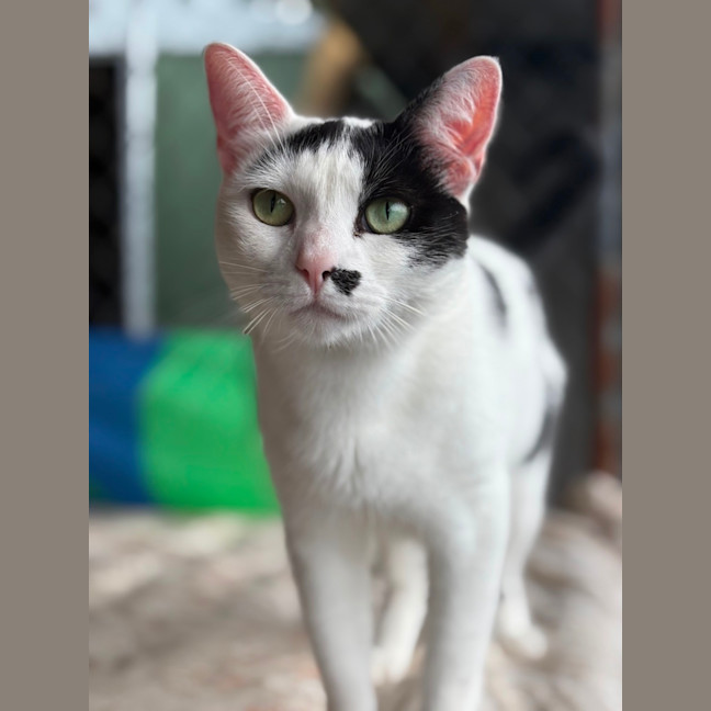 Photo of Suki
