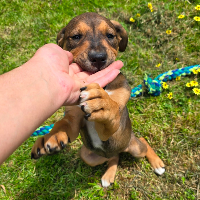 Photo of Princess Bubblegum