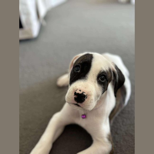 Photo of Saffron