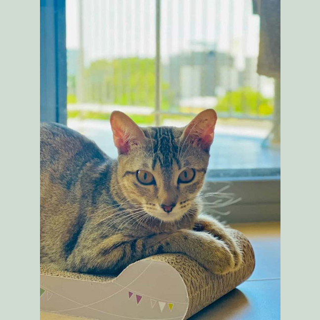 Photo of Star