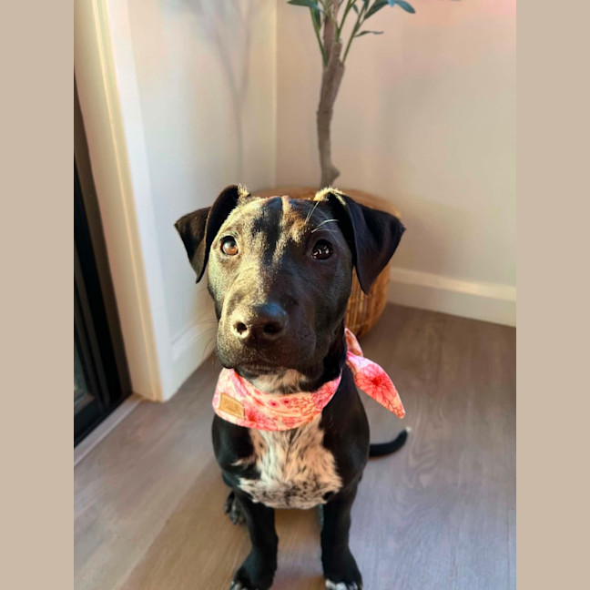 Photo of Bindi   5 Month Old Staffy X Cattle Dog