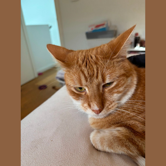 Photo of Goldie