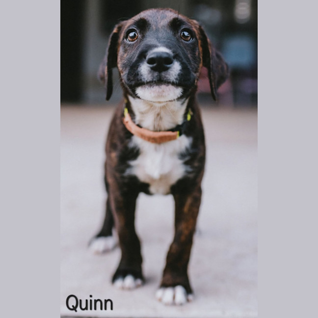 Photo of Quinn