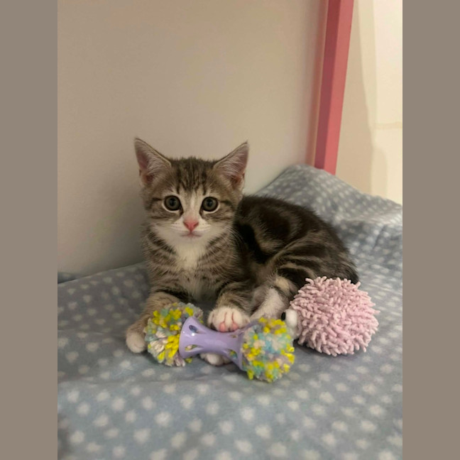 Photo of Charlotte   In Foster Care In Doreen