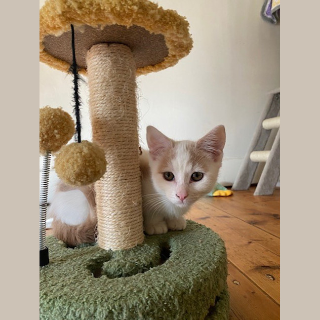 Photo of Triceratops