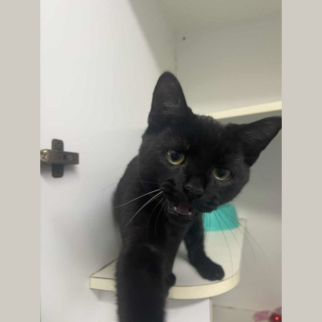 Photo of Wintermelon