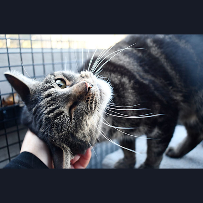 Photo of Birdie
