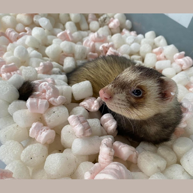 Photo of Wylie & Snot