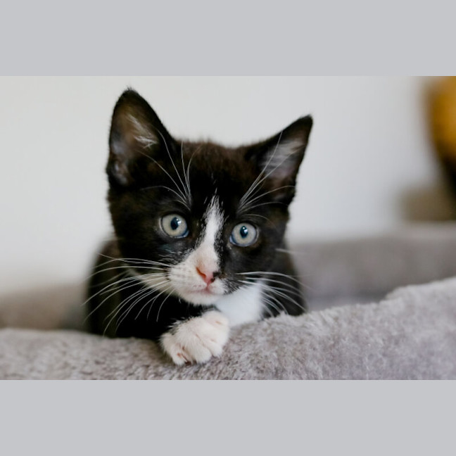 Photo of Domino
