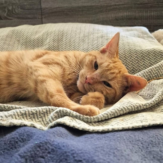 Photo of Alfie