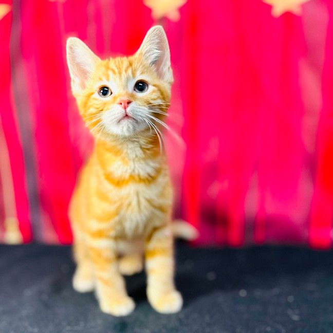 Photo of Tigger (Located In Preston)