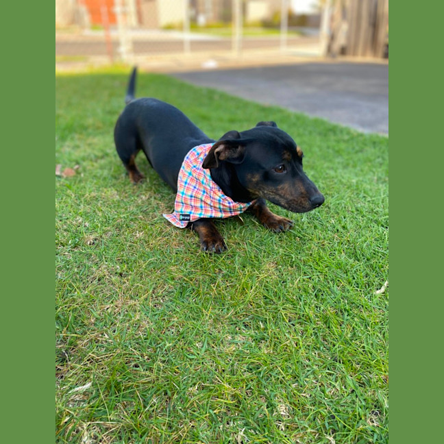 Photo of Lunabella