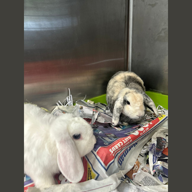 Photo of Snowy & Coco