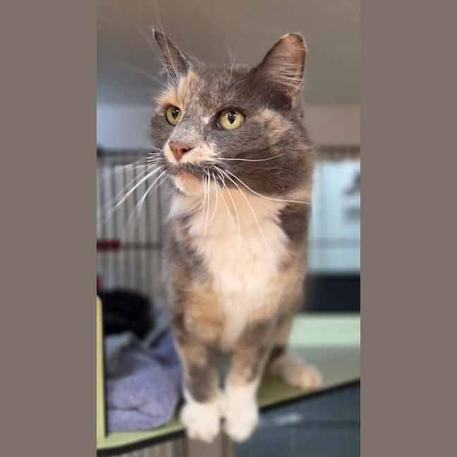 Photo of Rosie