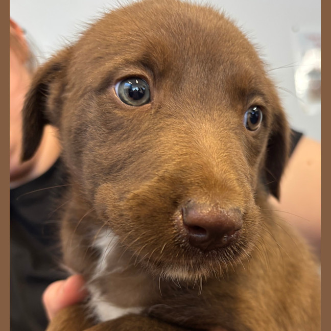 Photo of Leeloo (Jade) 