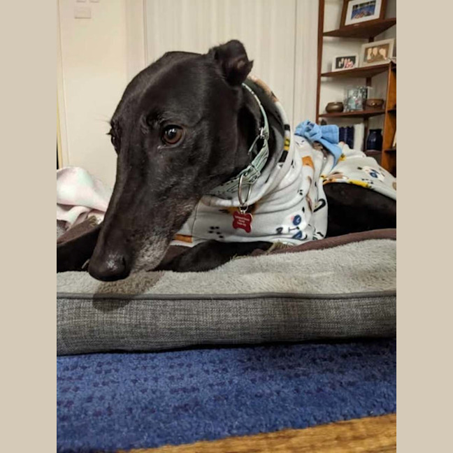 Photo of Blakey, The Greyhound