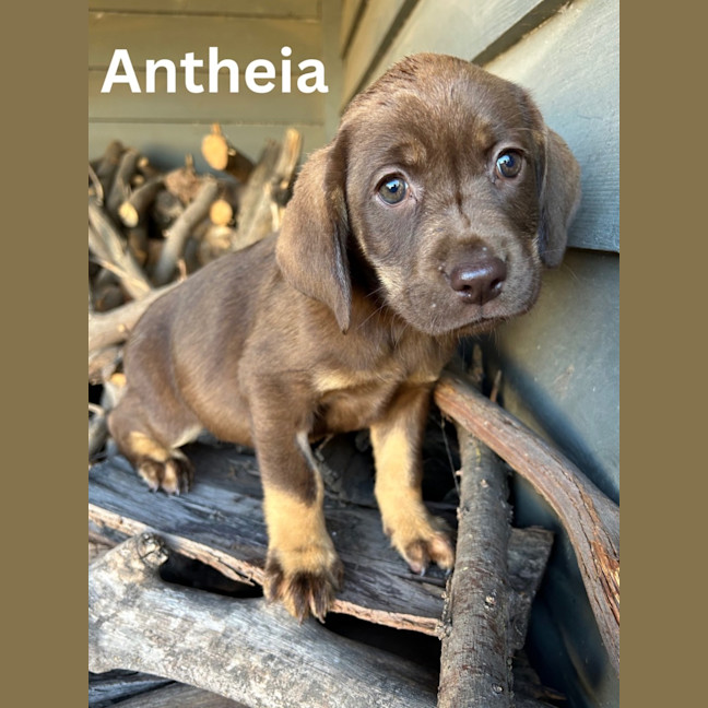 Photo of Thanatos Litter