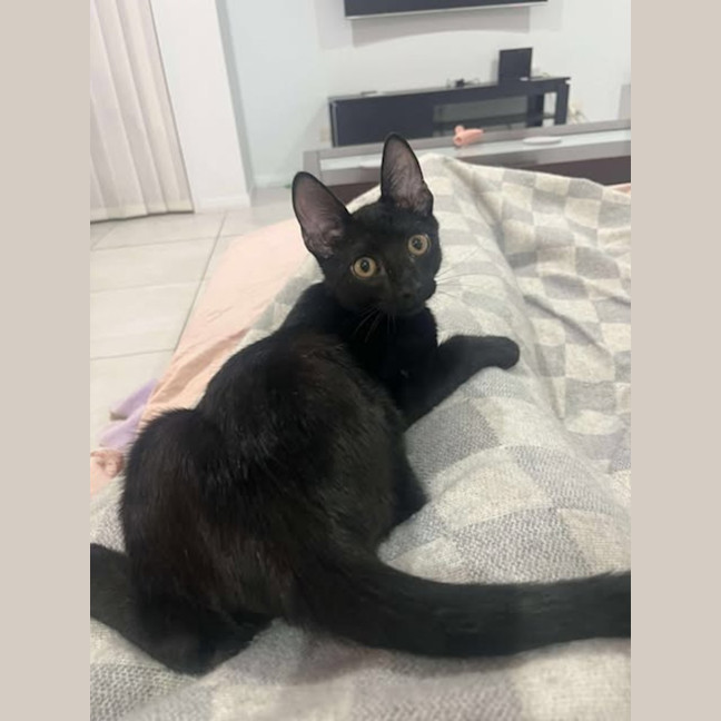 Photo of Toothless