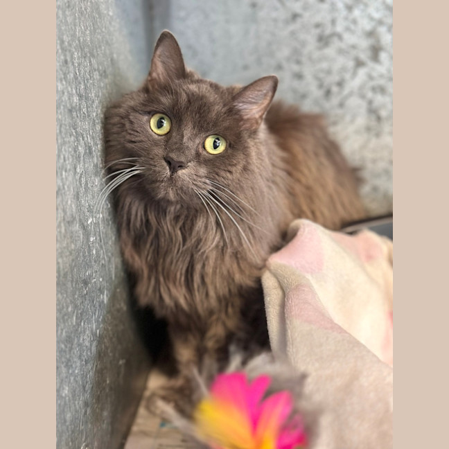 Photo of Fudge