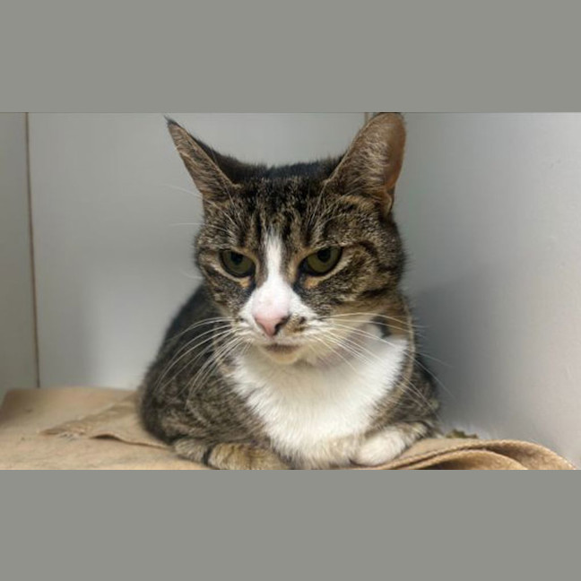 Photo of Peanut