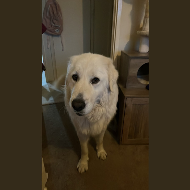 Photo of Luna *9 Lives Project Rescue*