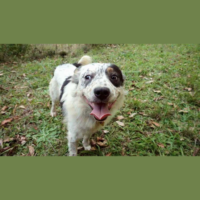 Photo of Milo (3)