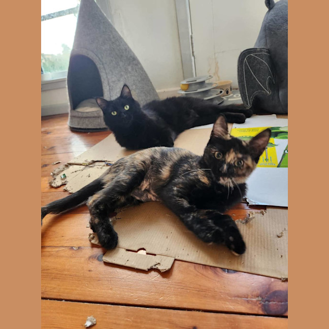 Photo of Milo Mudcake