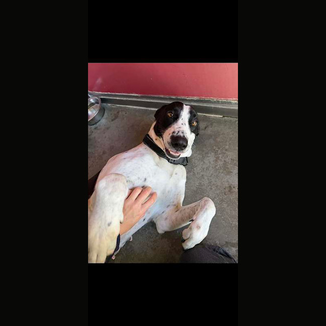 Photo of Harley