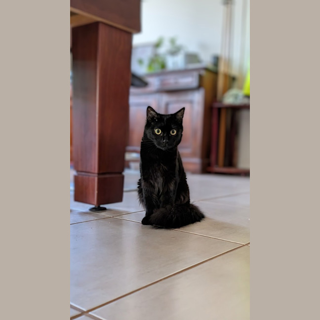 Photo of Cinder