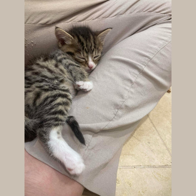 Photo of Camp Chair (Cc)