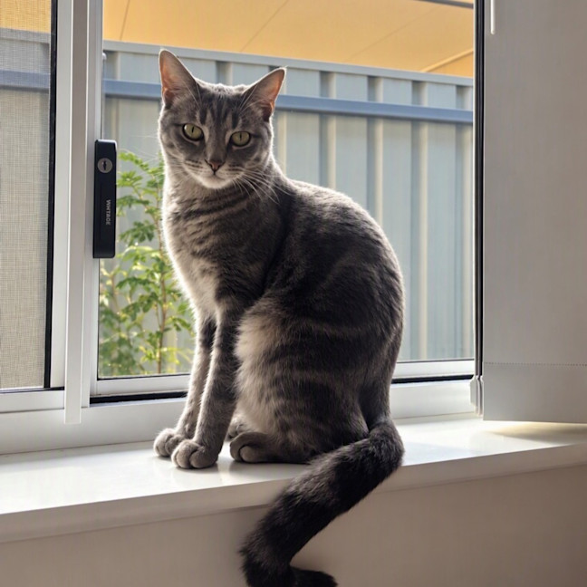 Photo of Goose