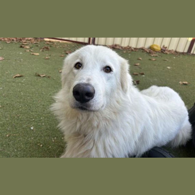 Photo of Willow