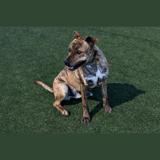 Photo of Rex Imp 1342