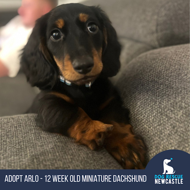 Photo of Arlo   12 Week Old Miniature Dachshund