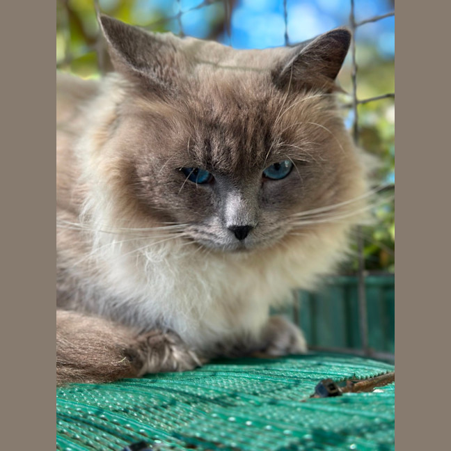 Photo of Lucky Charms