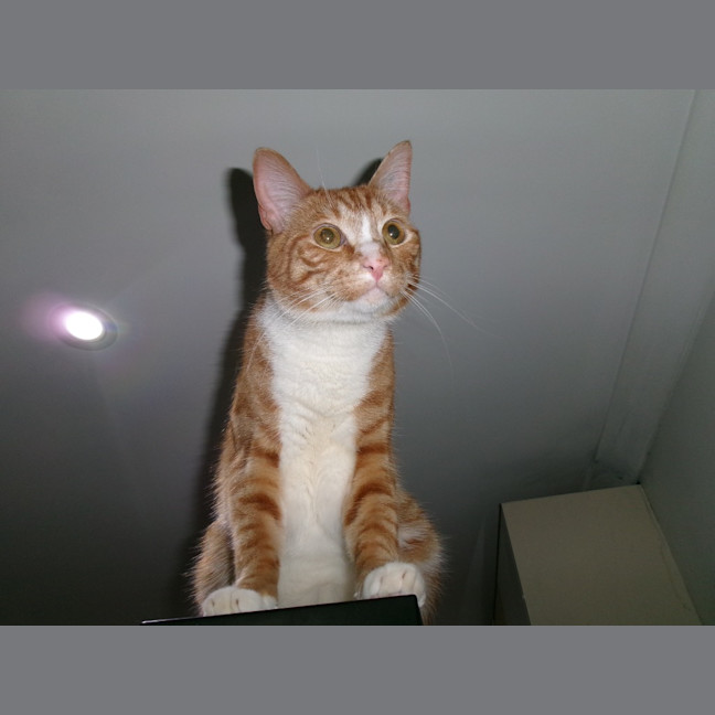 Photo of Sunny