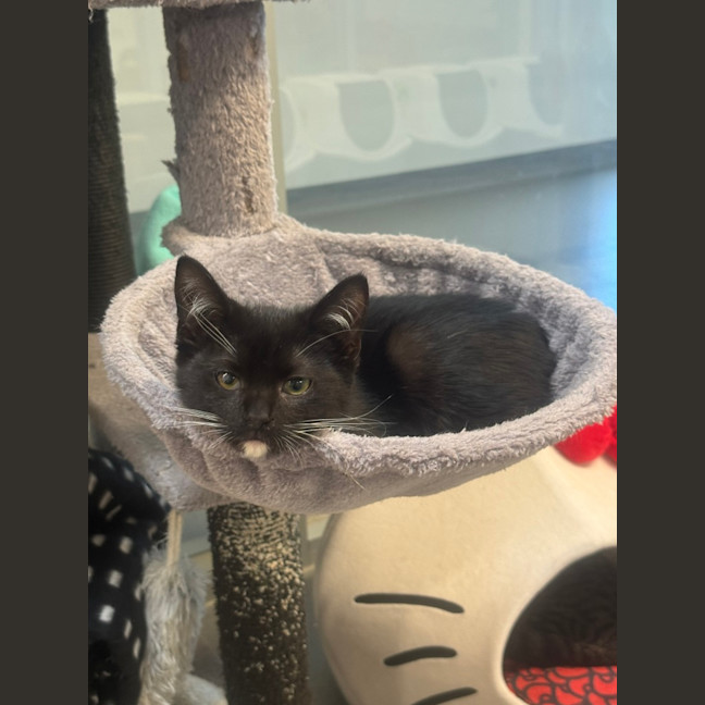Photo of Biscuit