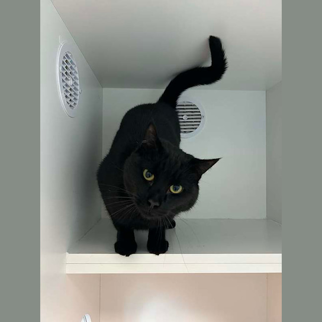 Photo of Maximus