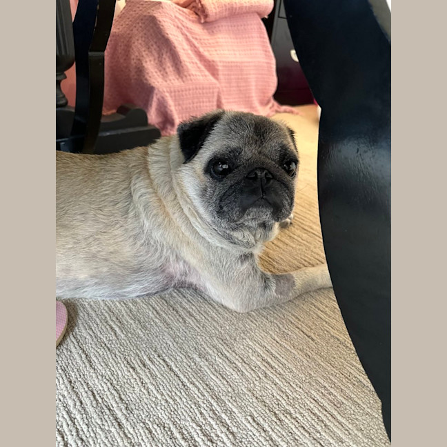 Photo of Prince 👑