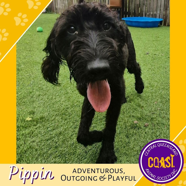 Photo of Pippin