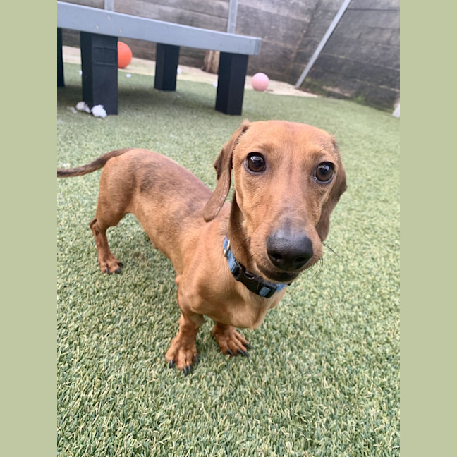 Photo of Rusty