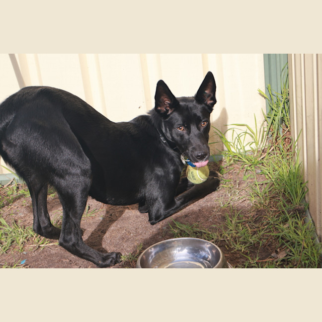 Photo of Roxy