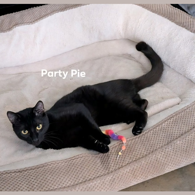 Photo of Party Pie