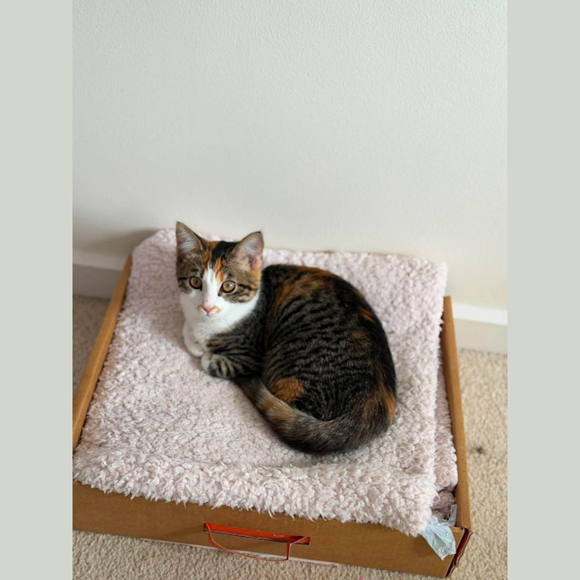 Photo of Cha Cha   In Foster Care In Malvern East