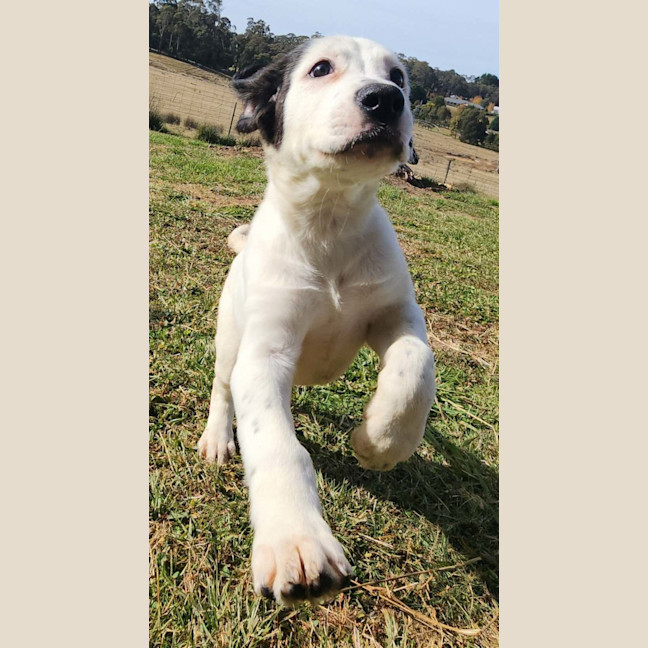 Photo of Dora