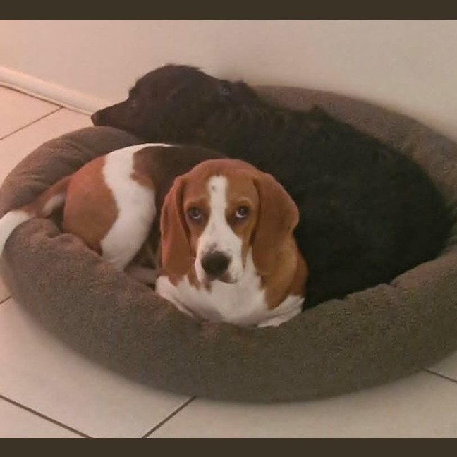 Photo of Obi