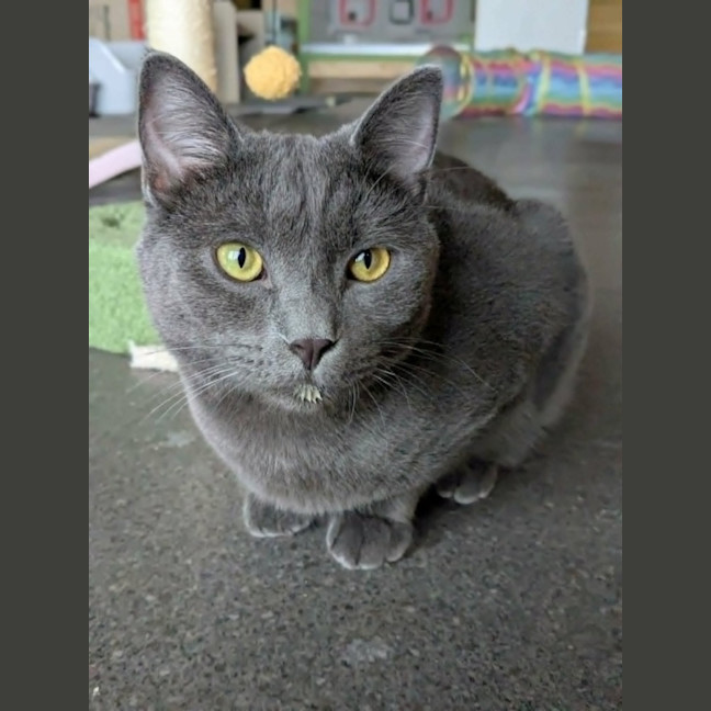 Photo of Arlo *9 Lives Project Rescue*